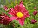 Purple & Yellow Chrysanth (2012, Oct.21)