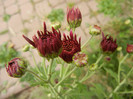 Purple Chrysanthemum (2012, Oct.21)