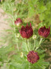 Purple Chrysanthemum (2012, Oct.21)