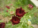 Purple Chrysanthemum (2012, Oct.21)
