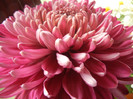 Purple Chrysanthemum (2012, Oct.21)