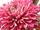 Purple Chrysanthemum (2012, Oct.21)