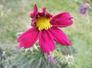 Garden Cosmos Burgundy (2012, Oct.21)