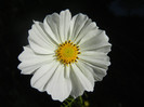 Cosmos bipinnatus White (2012, Oct.18)