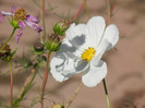 White Mexican Aster (2012, Oct.18)