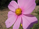 Cosmos bipinnatus Pink (2012, Sep.24)