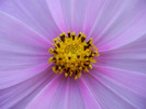 Cosmos bipinnatus Pink (2012, Sep.25)