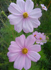 Cosmos bipinnatus Pink (2012, Sep.30)