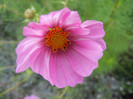 Cosmos bipinnatus Pink (2012, Sep.30)