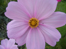 Cosmos bipinnatus Pink (2012, Sep.30)