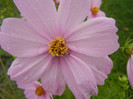 Cosmos bipinnatus Pink (2012, Oct.03)