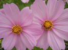 Cosmos bipinnatus Pink (2012, Oct.03)