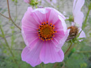 Cosmos bipinnatus Pink (2012, Oct.10)