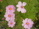 Cosmos bipinnatus Pink (2012, Oct.10)