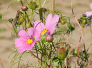 Cosmos bipinnatus Pink (2012, Oct.18)