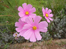 Cosmos bipinnatus Pink (2012, Oct.21)