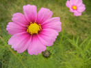 Cosmos bipinnatus Pink (2012, Oct.21)