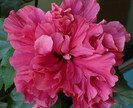P1410177 crop