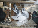 porumbei 2012 160