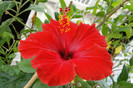 hibiscus Paris