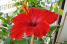 hibiscus Paris