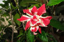 hibiscus Baptistii
