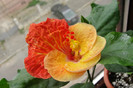 hibiscus Vermillion Queen