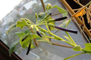Iochroma Cygneum