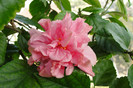 hibiscus Kona