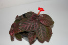 episcia Pink Gator