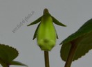 Sinningia Eumorpha Saltao