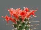 poze-cu-cactusi-infloriti-01
