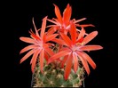 poze-cu-cactusi-infloriti-07