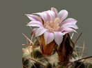 poze-cu-cactusi-infloriti-08
