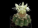 poze-cu-cactusi-infloriti-10