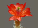 poze-cu-cactusi-infloriti-11
