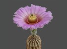 poze-cu-cactusi-infloriti-12