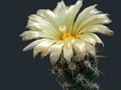 poze-cu-cactusi-infloriti-13