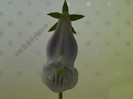 Sinningia Eumorpha Saltao