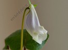 Sinningia Eumorpha Saltao