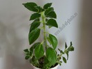 Kohleria Yfs Mikael