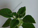 Kohleria Yfs Mikael