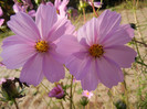 Cosmos bipinnatus Pink (2012, Oct.23)
