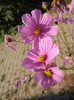 Cosmos bipinnatus Pink (2012, Oct.23)