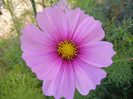 Cosmos bipinnatus Pink (2012, Oct.23)