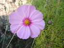 Cosmos bipinnatus Pink (2012, Oct.23)