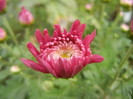 Pink Chrysanthemum (2012, Oct.21)