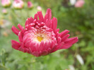 Pink Chrysanthemum (2012, Oct.21)