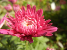 Pink Chrysanthemum (2012, Oct.23)