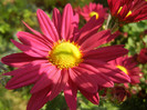 Purple & Yellow Chrysanth (2012, Oct.23)